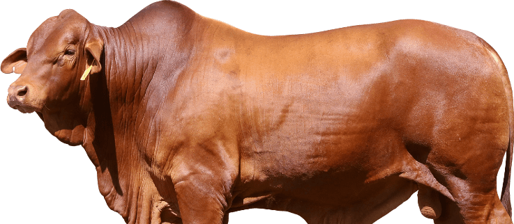 Huntly Droughtmasters